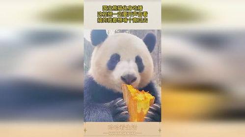 娱乐吃瓜熊猫视频,趣味视频背后的故事