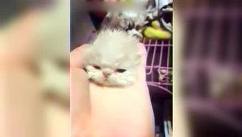 呆妹娱乐吃瓜视频大全免费观看,免费畅享吃瓜盛宴，笑料横生视频大全