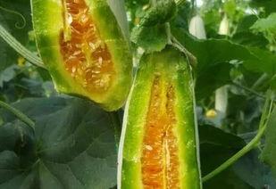 免费吃瓜独家揭秘,揭秘娱乐圈幕后真相