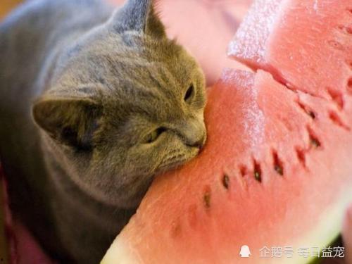 娱乐吃瓜酱小动物,揭秘小动物界的趣味故事