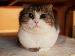 娱乐圈吃瓜猫是谁啊图片,揭秘网络红人的真实身份