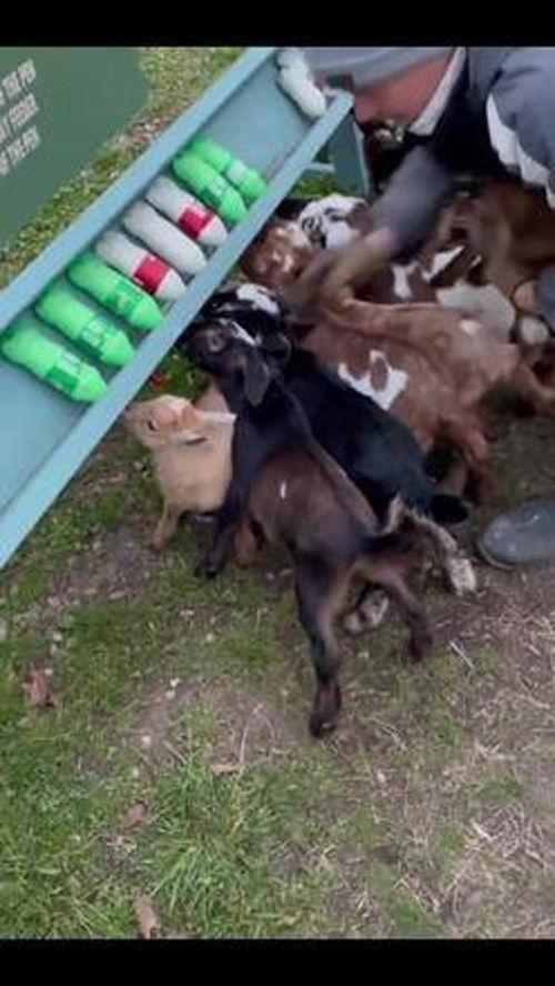 吃瓜娱乐咩咩羊