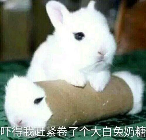 娱乐圈吃瓜第一线十尾兔,十尾兔带你探秘吃瓜第一线