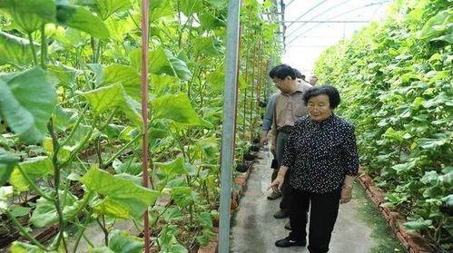 免费吃瓜官网免费,畅享美食盛宴，尽享免费福利！