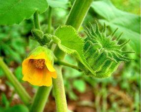 娱乐吃瓜酱云南的花,揭秘娱乐界的“瓜田”盛景